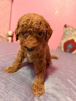 Winter, a male Miniature Goldendoodle for sale in Sacramento, CA – Photo 2 of 2