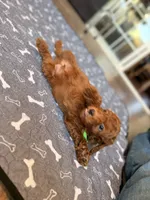 Randi, a male Miniature Goldendoodle for sale in North Highlands, CA – 5 of 5