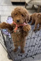 Logan , a male Miniature Goldendoodle for sale in Sacramento, CA – Photo 1 of 2