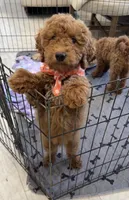 Logan , a male Miniature Goldendoodle for sale in Sacramento, CA – Photo 2 of 2
