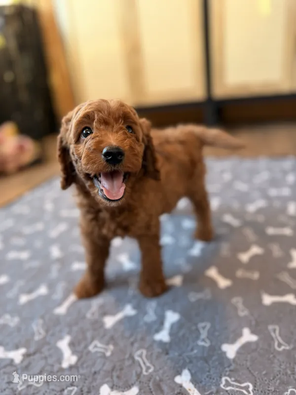 Bingo – Miniature Goldendoodle puppy for sale in North Highlands, CA