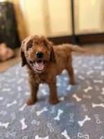 Bingo, a male Miniature Goldendoodle for sale in North Highlands, CA – 1 of 6