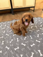 Bingo, a male Miniature Goldendoodle for sale in North Highlands, CA – 6 of 6