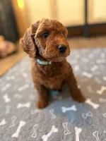 Sky, a male Miniature Goldendoodle for sale in North Highlands, CA – 4 of 7