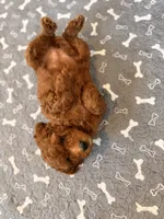 Sky, a male Miniature Goldendoodle for sale in North Highlands, CA – 2 of 7