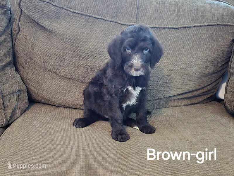 Cocoa – Bernedoodle, Poodle - Standard  puppy for sale in Columbia, IL