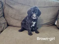 Brownie, a female Bernedoodle and Poodle - Standard  for sale in Columbia, IL – 1 of 10