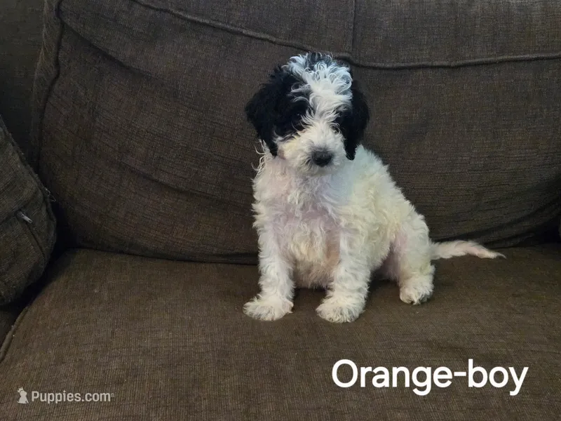 Otto – Bernedoodle, Poodle - Standard  puppy for sale in Columbia, IL