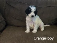 Alphie, a male Bernedoodle and Poodle - Standard  for sale in Columbia, IL – 1 of 10