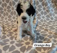 Orange, a male Bernedoodle and Poodle - Standard  for sale in Columbia, IL – 1 of 8