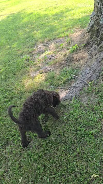 Brownie, a female Bernedoodle and Poodle - Standard  for sale in Columbia, IL – 10 of 10