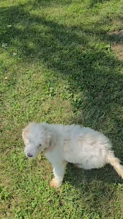 Rudy, a male Bernedoodle and Poodle - Standard  for sale in Columbia, IL – 10 of 10