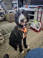Sophie, a female Bernedoodle for sale in Columbia, IL – 9 of 10