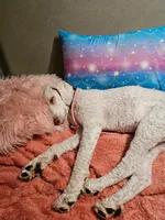 Sophie, a female Bernedoodle for sale in Columbia, IL – 5 of 10