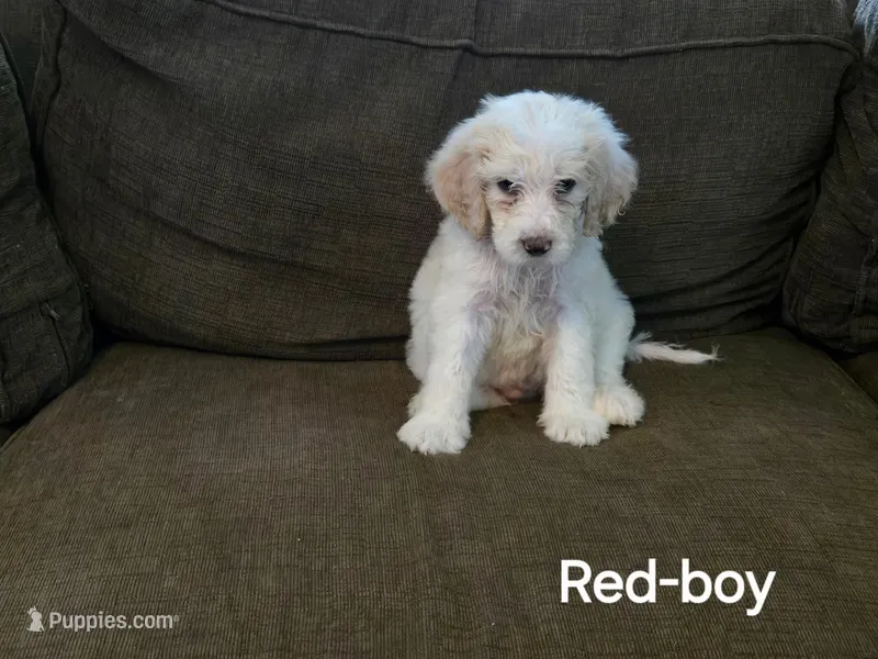 Rudy – Bernedoodle, Poodle - Standard  puppy for sale in Columbia, IL