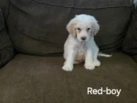 Rudy, a male Bernedoodle and Poodle - Standard  for sale in Columbia, IL – 2 of 10