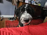 Sophie, a female Bernedoodle for sale in Columbia, IL – 8 of 10