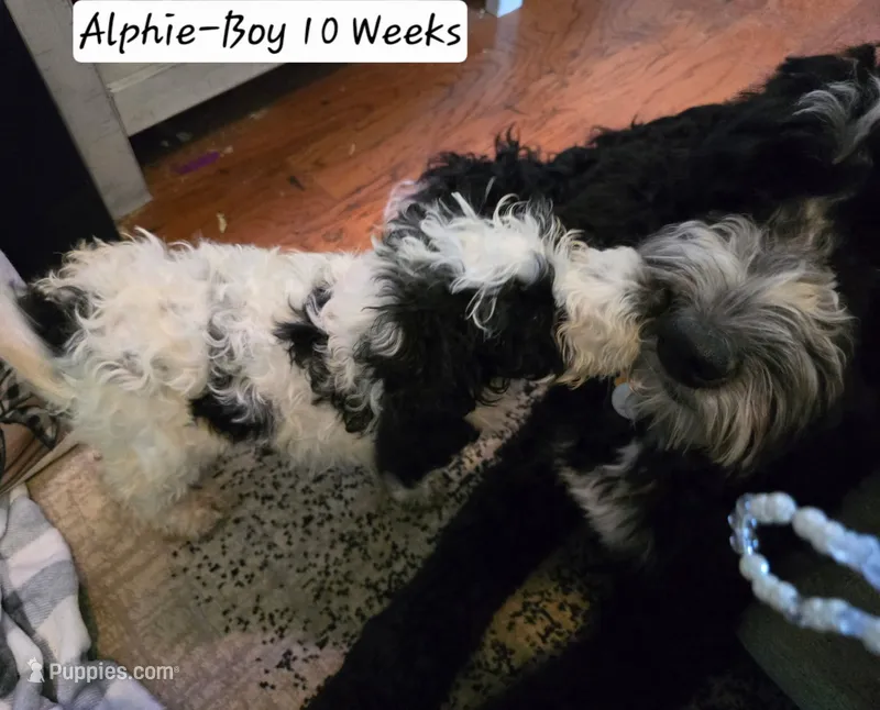 Alphie – Bernedoodle, Poodle - Standard  puppy for sale in Columbia, IL