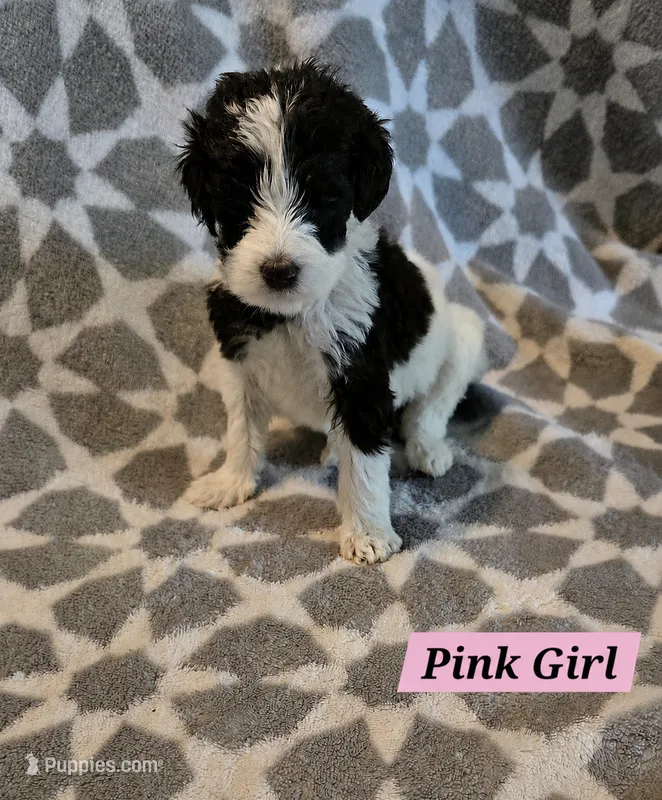 Sophie – Bernedoodle puppy on hold in Columbia, IL