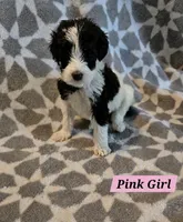 Sophie, a female Bernedoodle for sale in Columbia, IL – 1 of 10