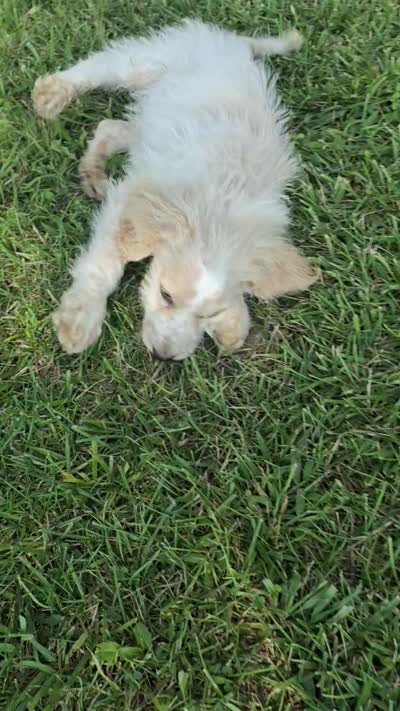 Pierre, a male Bernedoodle and Poodle - Standard  for sale in Columbia, IL – 10 of 10