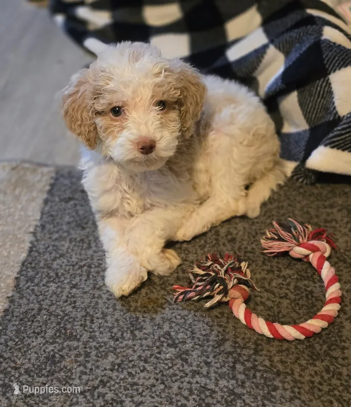 Liesel – Bernedoodle, Poodle - Standard  puppy for sale in Columbia, IL