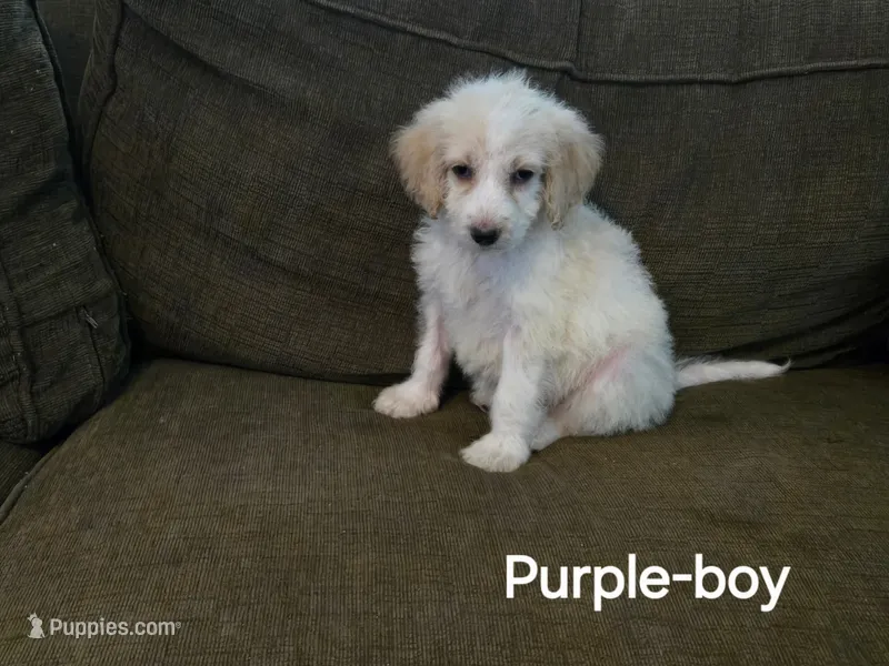 Pierre – Bernedoodle, Poodle - Standard  puppy for sale in Columbia, IL