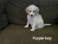 Pierre, a male Bernedoodle and Poodle - Standard  for sale in Columbia, IL – 3 of 10