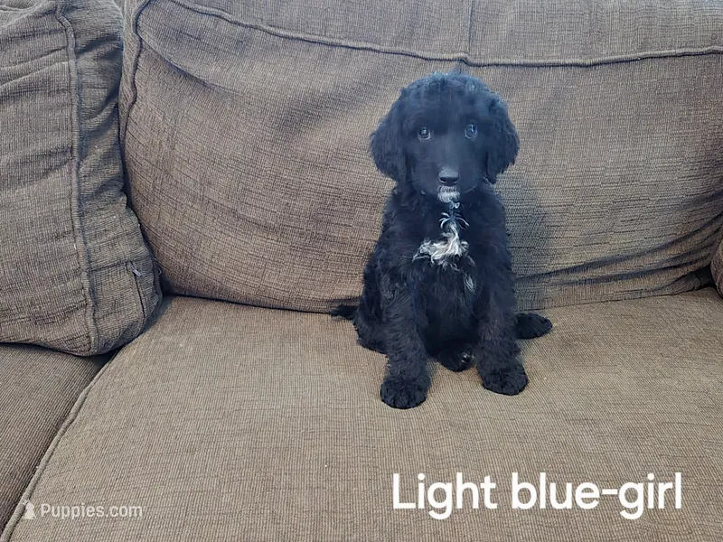 Luna – Bernedoodle, Poodle - Standard  puppy for sale in Columbia, IL