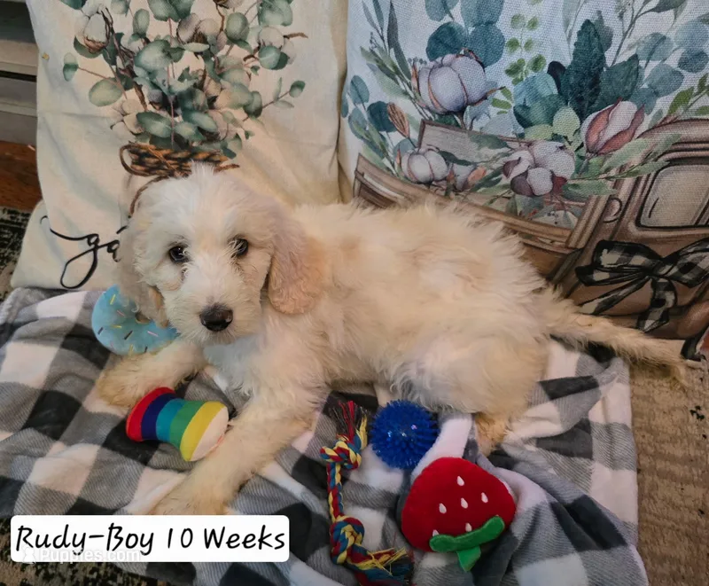 Rudy – Bernedoodle, Poodle - Standard  puppy for sale in Columbia, IL