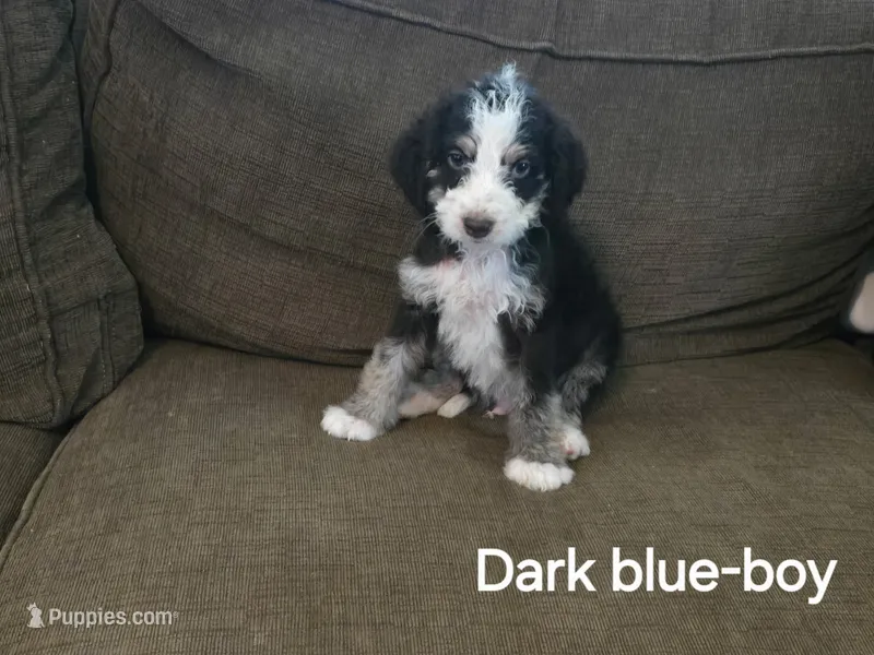 Bernie – Bernedoodle, Poodle - Standard  puppy for sale in Columbia, IL