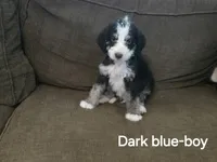 RJ, a male Bernedoodle and Poodle - Standard  for sale in Columbia, IL – 1 of 8