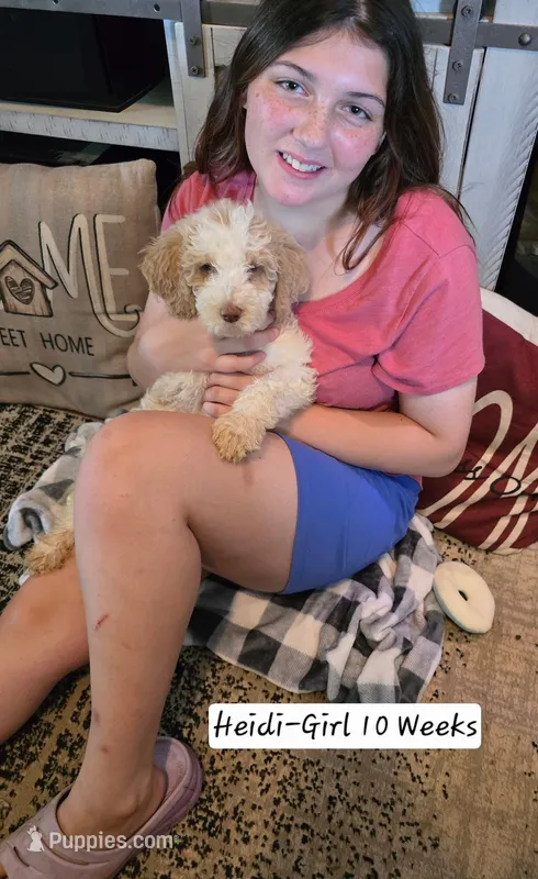 Heidi – Bernedoodle, Poodle - Standard  puppy for sale in Columbia, IL