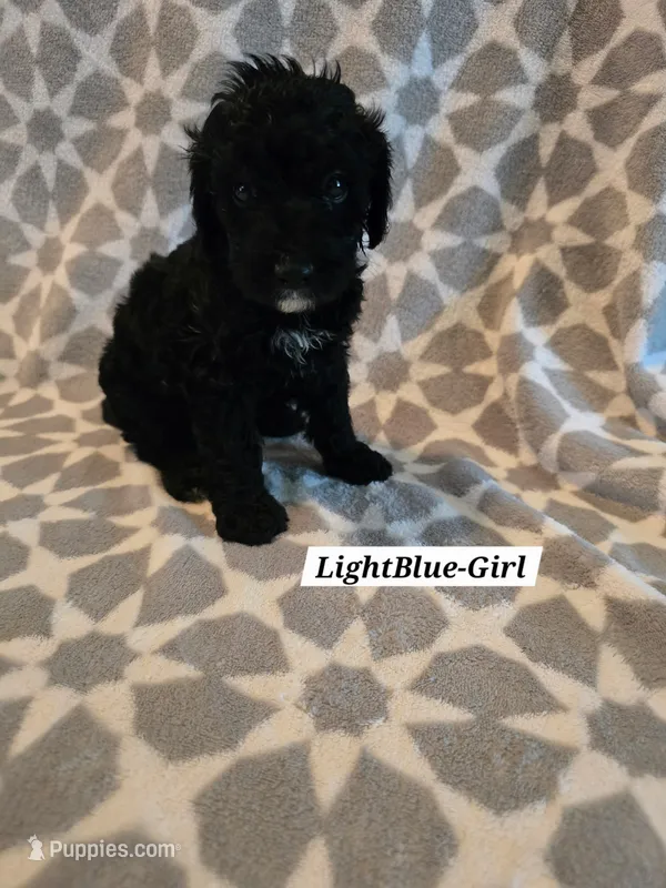 Light Blue – Bernedoodle, Poodle - Standard  puppy for sale in Columbia, IL