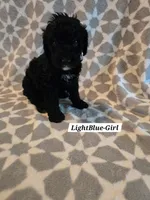 Light Blue, a female Bernedoodle and Poodle - Standard  for sale in Columbia, IL – 1 of 8