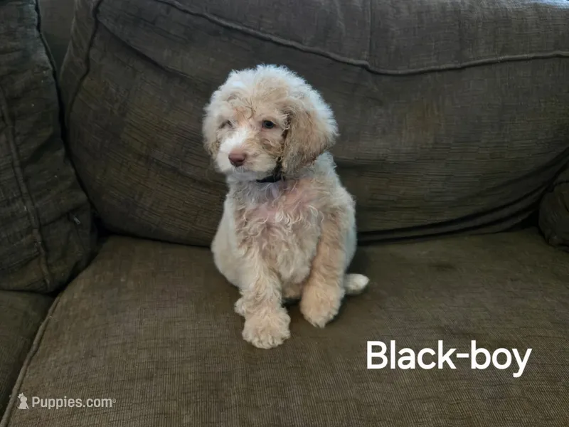 Beau – Bernedoodle, Poodle - Standard  puppy for sale in Columbia, IL