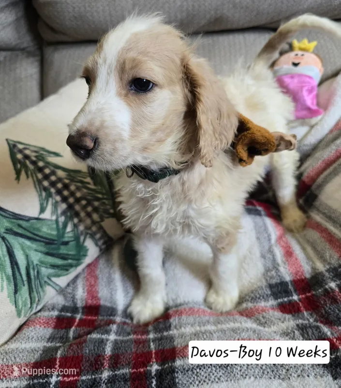 Davos – Bernedoodle, Poodle - Standard  puppy for sale in Columbia, IL