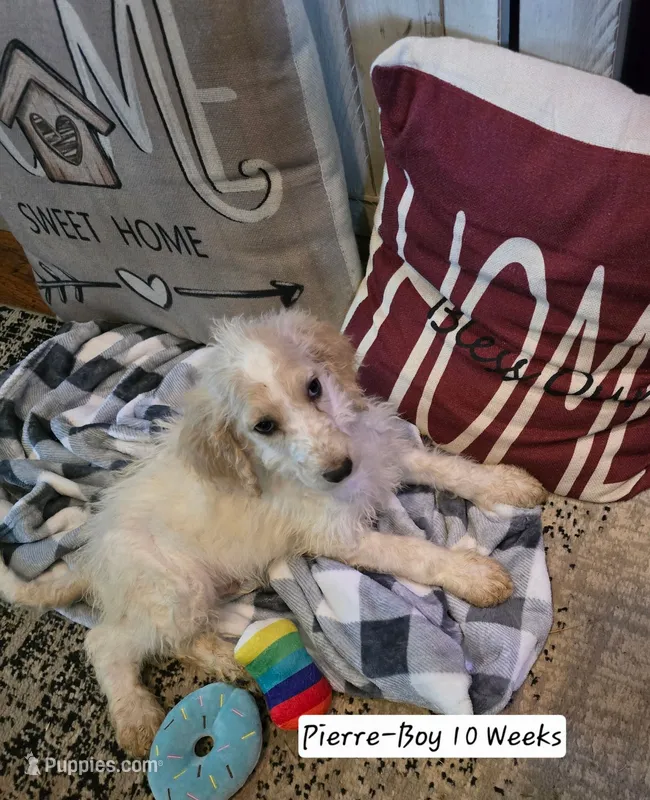 Pierre – Bernedoodle, Poodle - Standard  puppy for sale in Columbia, IL