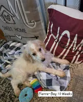 Pierre, a male Bernedoodle and Poodle - Standard  for sale in Columbia, IL – 1 of 10