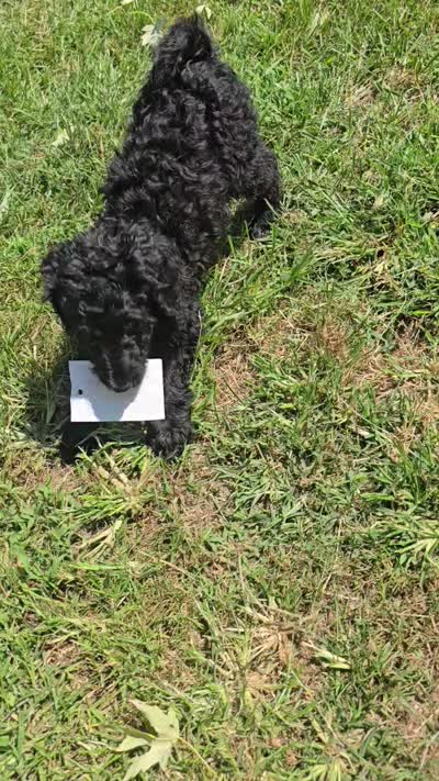 Sassy, a female Bernedoodle and Poodle - Standard  for sale in Columbia, IL – 10 of 10