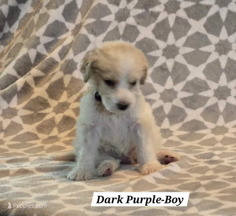 Dark Purple – Bernedoodle, Poodle - Standard  puppy for sale in Columbia, IL