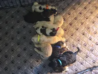 Orange, a male Bernedoodle and Poodle - Standard  for sale in Columbia, IL – 4 of 8