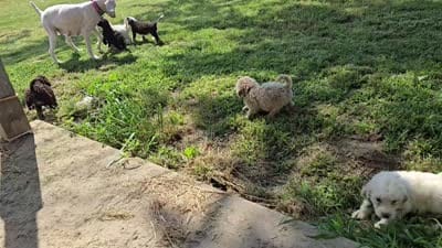 RJ, a male Bernedoodle and Poodle - Standard  for sale in Columbia, IL – 2 of 8