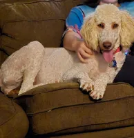 Orange, a male Bernedoodle and Poodle - Standard  for sale in Columbia, IL – 7 of 8