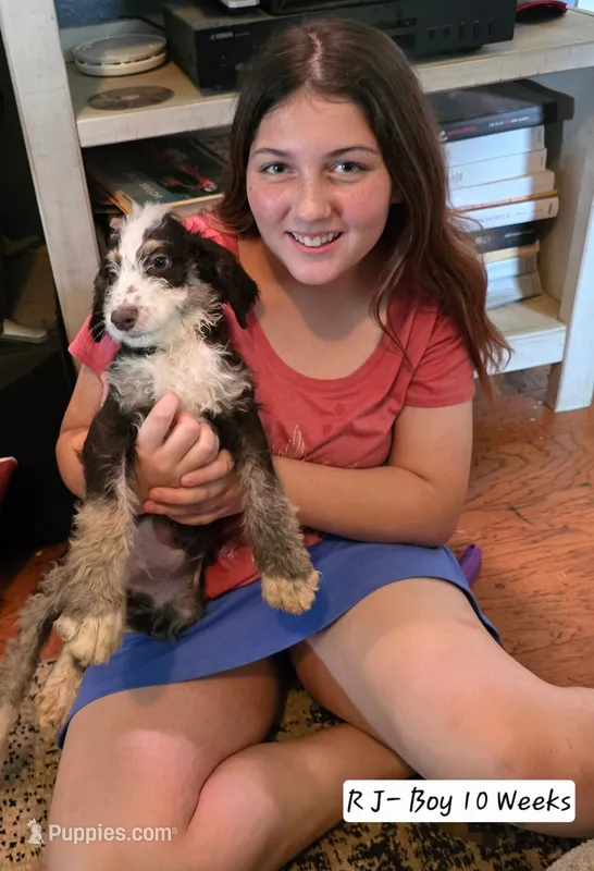 RJ – Bernedoodle, Poodle - Standard  puppy for sale in Columbia, IL