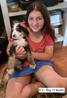 RJ, a male Bernedoodle and Poodle - Standard  for sale in Columbia, IL – 1 of 10