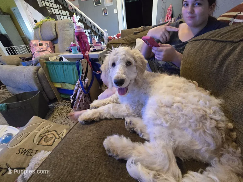 Pierre – Bernedoodle, Poodle - Standard  puppy for sale in Columbia, IL