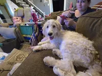 Pierre, a male Bernedoodle and Poodle - Standard  for sale in Columbia, IL – 1 of 10