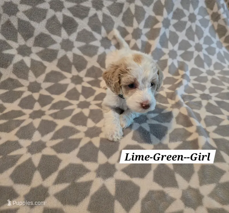 Lime Green – Bernedoodle, Poodle - Standard  puppy for sale in Columbia, IL