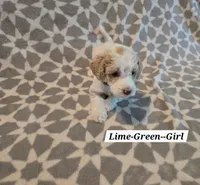 Lime Green, a female Bernedoodle and Poodle - Standard  for sale in Columbia, IL – 1 of 8